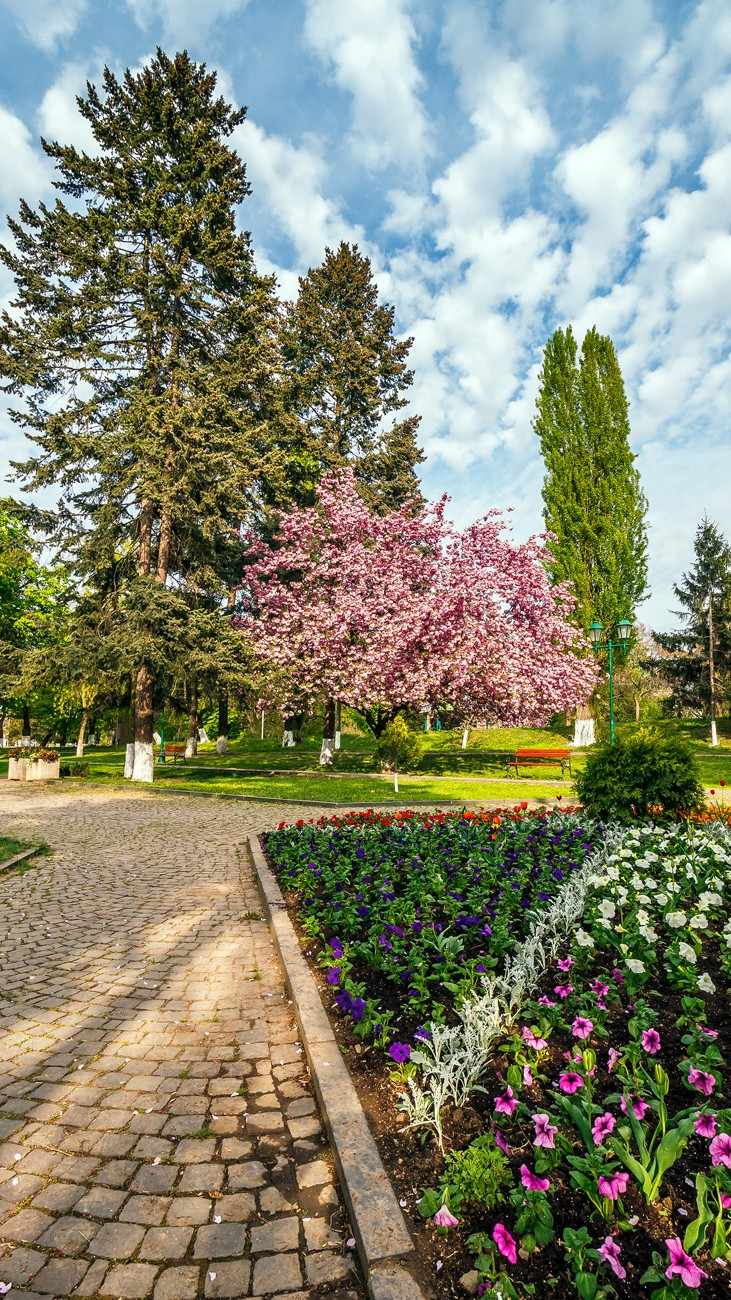 beautiful-springtime-background-pink-sakura-trees-2026-01-09-14-09-20-utc-1.jpg